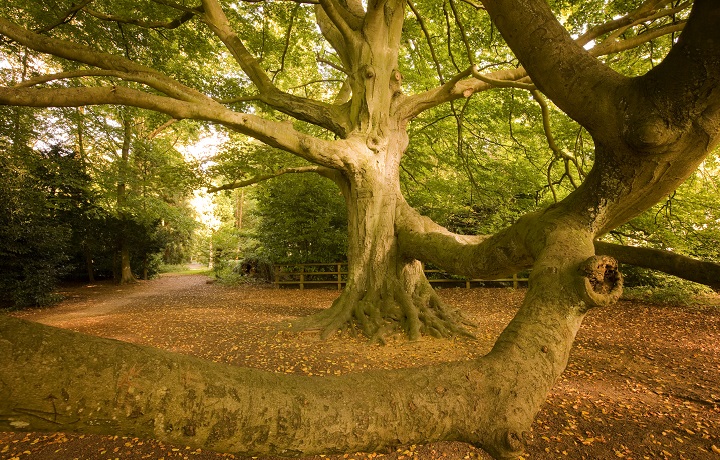 Brandon Country Park - Beech tree Brandon Country Park - Beech tree